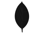 MongoDB